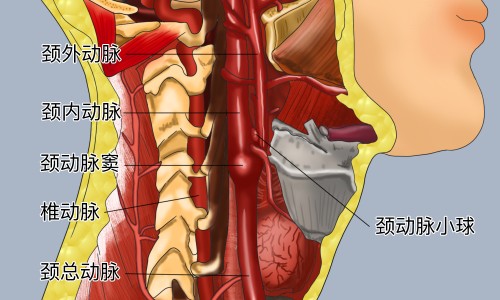 冰糖炖梨功效和作用-冰糖炖梨功效和作用专区_冰糖炖鸭蛋有什么功效和作用专区_冰糖炖鸭蛋有什么功效网