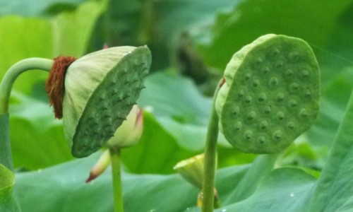 冰糖炖梨功效和作用-冰糖炖梨功效和作用专区_冰糖炖鸭蛋有什么功效和作用专区_冰糖炖鸭蛋有什么功效网